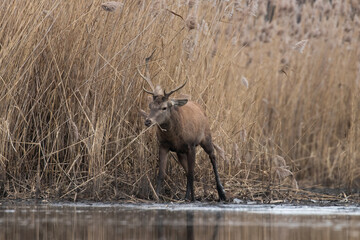 Beautiful male red deer with nice antlers in his natural environment, Cervus elaphus, large animal in the wild, nature reserve, beautiful bull and its antlers