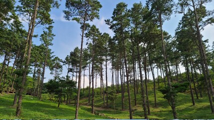 Fototapeta premium Trees lined up in the forest