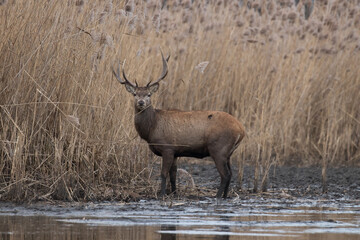 Beautiful male red deer with nice antlers in his natural environment, Cervus elaphus, large animal in the wild, nature reserve, beautiful bull and its antlers