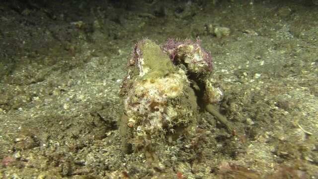 sponge crab moving away from camera covered with various marine organisms, night shot on sandy bottom