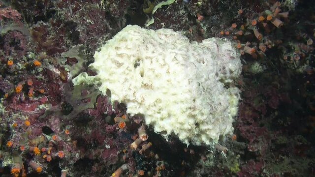 sponge crab almost completely covered with white sponge walks over coral reef at night upside down, hides in a crevice.