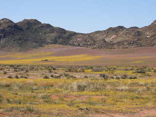 Fototapeta premium Namaqualand Road Trip 