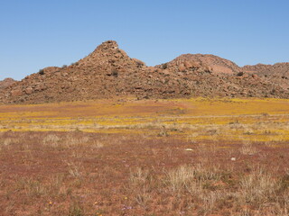 Namaqualand Road Trip 