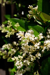 white flowers of a tree