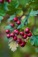 Fototapeta premium Ripe hawthorn berries