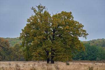 Centennial oak alone on the plain