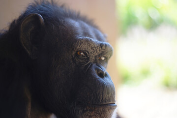 Portrait of a thoughtful pygmy chimpanzee in the blurred background