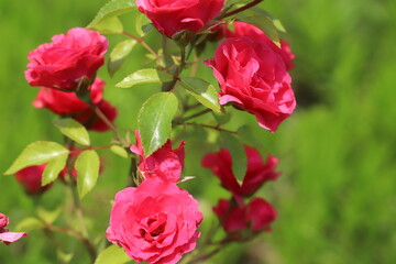 春の庭に咲く赤いバラの花