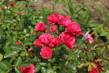 春の庭に咲く赤いバラの花