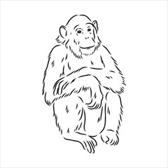Naklejka premium Hand drawn sketch of Ape isolated, Black and White Cartoon Vector Illustration - Line Drawn Vector