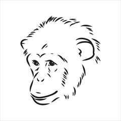 Hand drawn sketch of Ape isolated, Black and White Cartoon Vector Illustration - Line Drawn Vector