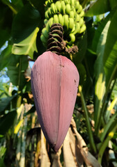 banana tree with banana flower