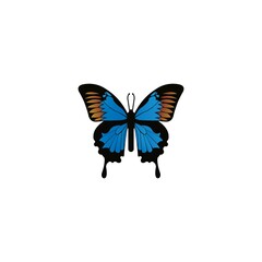 Naklejka na ściany i meble Decorative Butterfly Slogan Illustration, Vector Design for Fashion, Poster and Card Prints