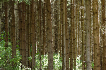 in the Woods, Baumst&auml;mme