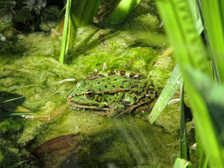 Close up picture with selective focus of a green waterfrog.