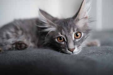 Cute gray kitten sits on a gray plaid. An adorable kitten lies on a blanket in a cozy atmosphere.