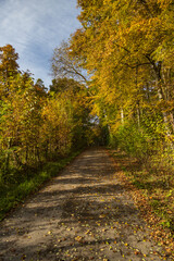 Fototapeta na wymiar Path in the forest in the Fall