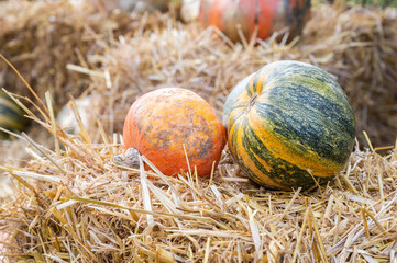 Autumn composition with pumpkins. Orange and green pumpkins lie on a straw, rustic