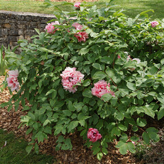 Pivoine arbustive blanc rosé