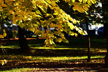 Autumn in Karadjordjev Park Zrenjanin Serbia