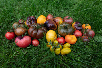Different Types of Garden Tomatos. Autumn in Garden