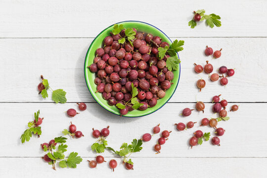 Bowl of freshly harvested gooseberries (Ribes uva-crispa)