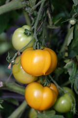 Yellow tomato ripening in garden. Eco food grown by anyone