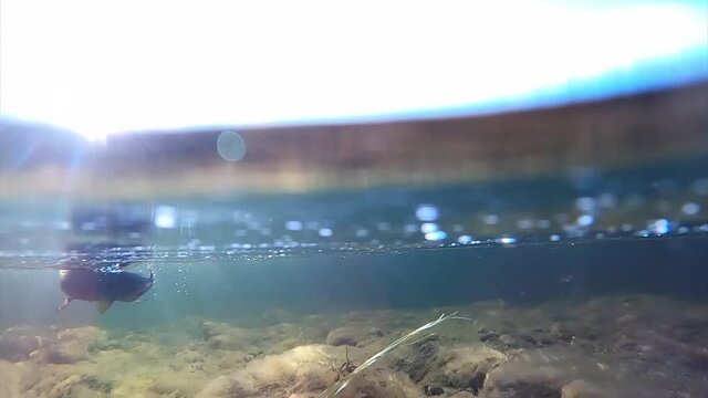 Grayling fighting underwater in shallow water. Grayling was caught and hooked from Arctic river by fisheman in Lapland in Sweden in Kiruna in August 2021.