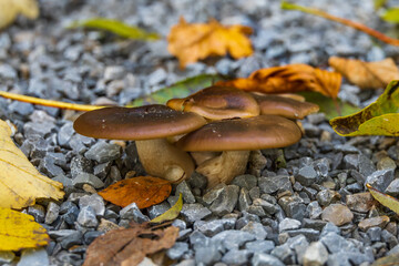 Cluster of small brown mushrooms