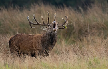 Red Deer Stag - Killarney - Ireland
