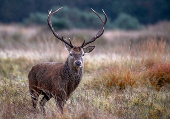 Red Deer Stag - Killarney - Ireland