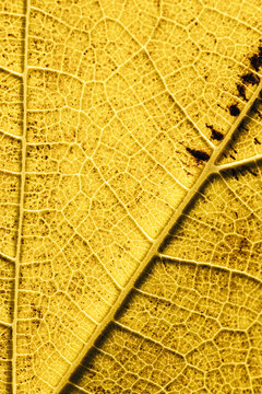 Textured background of bright yellow leaf