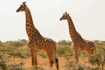 Naklejka na ściany i meble Girafe commune Masaï, giraffa tippelskirchi Afrique Kenya