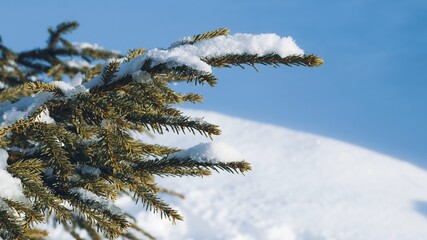 Spruce branch in the snow close-up against the blue sky. Christmas theme
