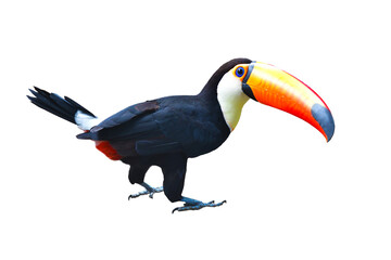 Toucan Toco bird