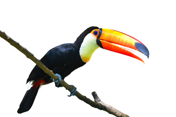 Toucan Toco bird © thawats