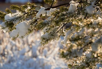 Snow-covered branch of a pine tree close-up in the rays of the sun. Defocused background with...