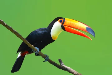 Gardinen Toucan Toco bird © thawats
