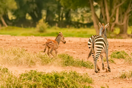 18 449 Best Baby Zebra Images Stock Photos Vectors Adobe Stock