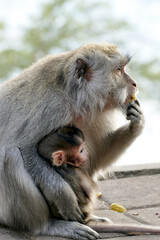 Long tailed macaque monkey family, Bali, Indonesia