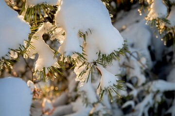 Snow-covered spruce branches close-up with glimpses of sunbeams. Christmas theme