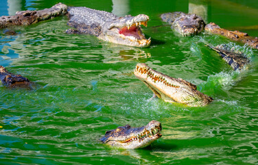 Crocodiles in nature swim in the lake. Many predators lie on the banks of the river, basking in the sun. Crocodile farm.