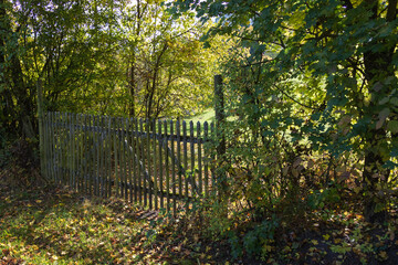Wooden fence in the autumn forest