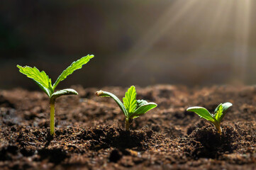 closeup small cannabis tree from seed growth step in garden