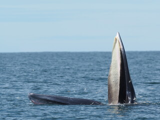 Fototapeta premium Bryde whale,Eden whale feeding in gulf of Thailand