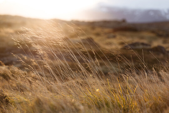 Dry grassy field in countryside on sunny day