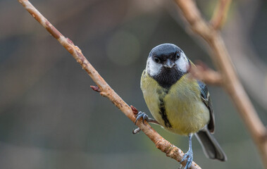 Garden Bird - Great Tit