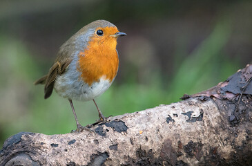 Garden Bird - Robin