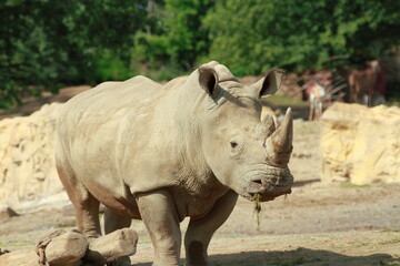 Rhinos in their enclosure in the game park