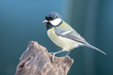 Garden Bird - Great Tit